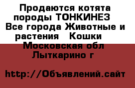 Продаются котята породы ТОНКИНЕЗ - Все города Животные и растения » Кошки   . Московская обл.,Лыткарино г.